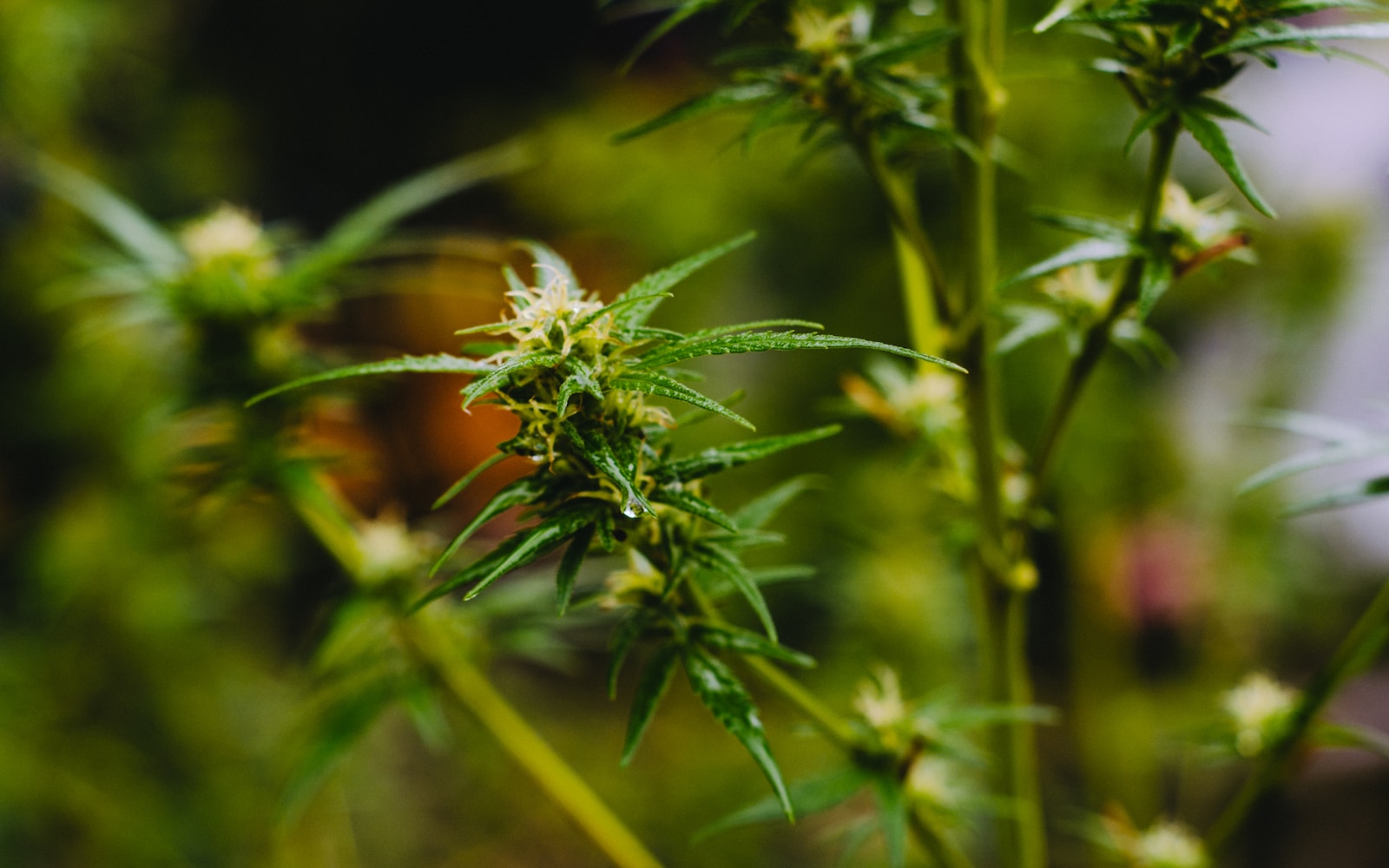 close up real image of a cannabis weed