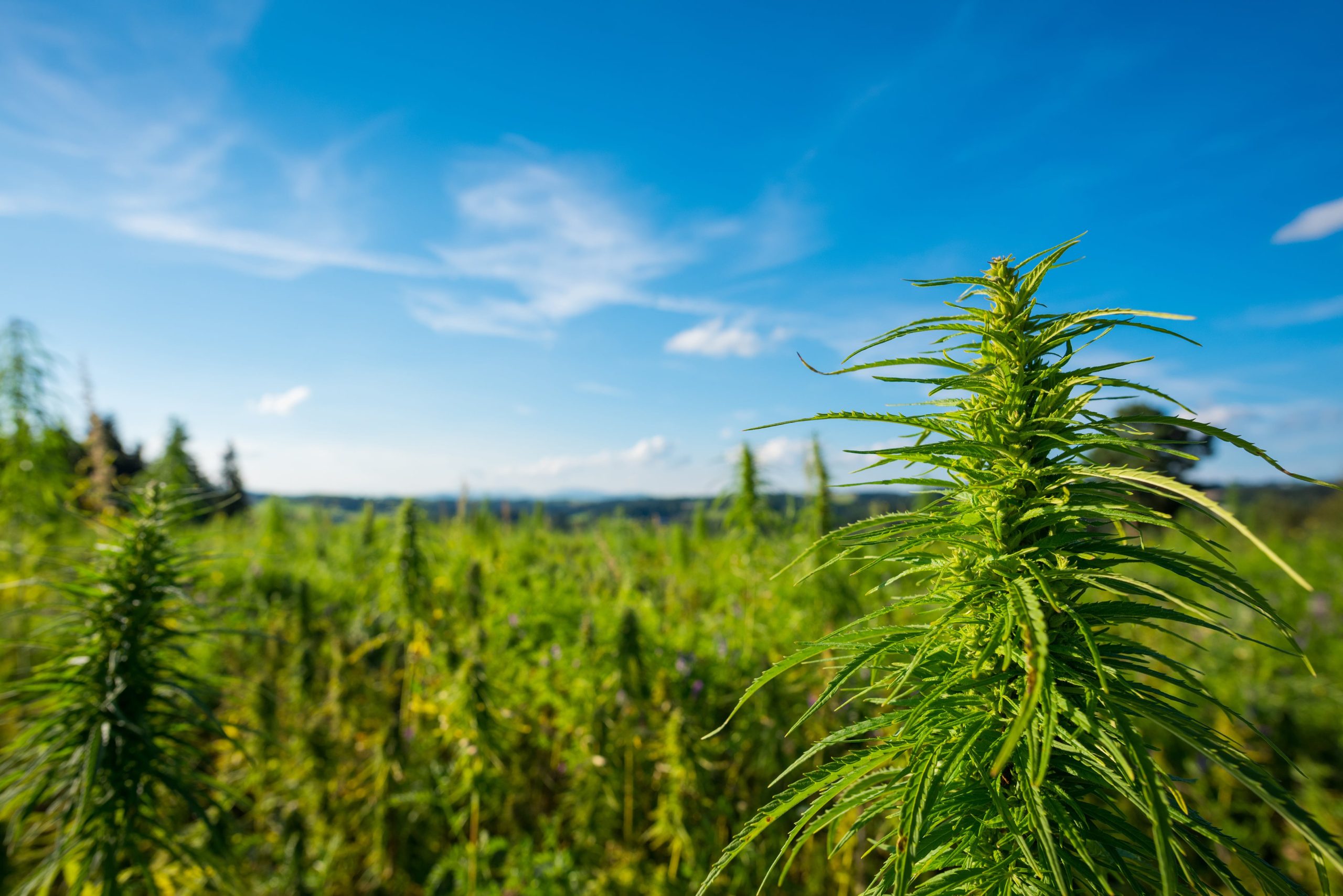 sunny cannabis farm